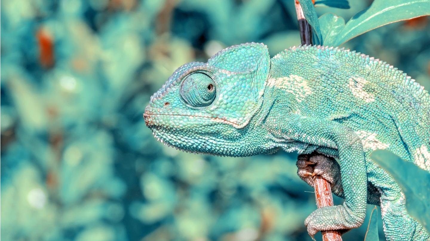 A green lizard on a branch 